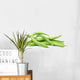 Small pile of green bean pods Wall Decal
