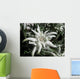 Edelweiss in the sunshine Wall Mural
