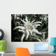 Edelweiss in the sunshine Wall Mural