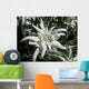 Edelweiss in the sunshine Wall Mural