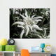 Edelweiss in the sunshine Wall Mural