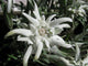 Edelweiss in the sunshine Wall Mural