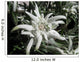 Edelweiss in the sunshine Wall Mural