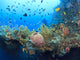 Underwater Wreck of the Liberty Wall Mural
