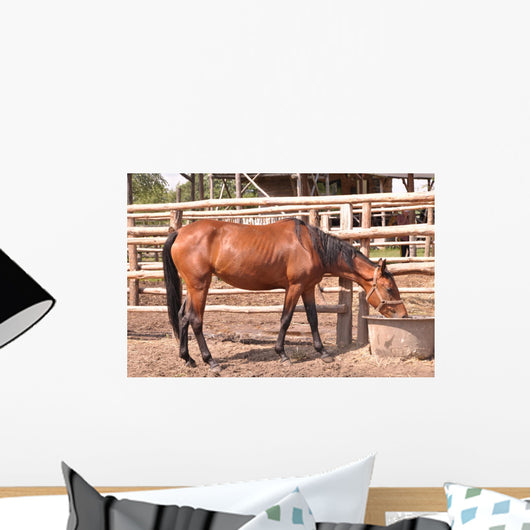 Horse Wall Mural