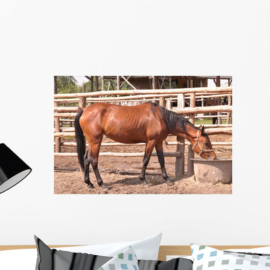 Horse Wall Mural