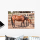 Horse Wall Mural