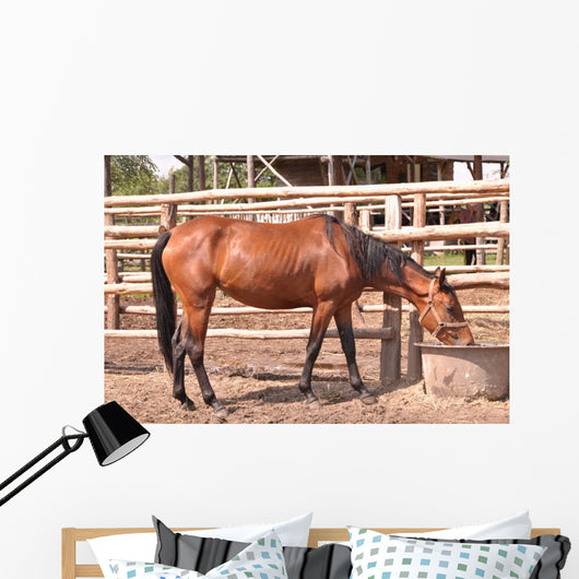 Horse Wall Mural