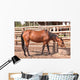 Horse Wall Mural