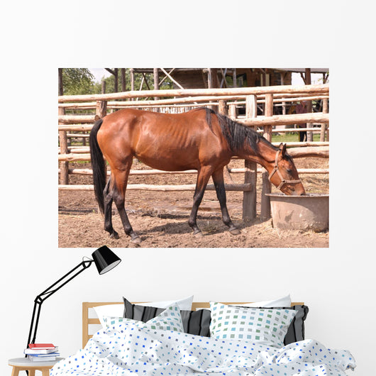 Horse Wall Mural