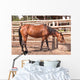 Horse Wall Mural