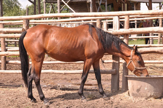 Horse Wall Mural