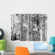 Black and White Image of Aspen Trees Wall Mural