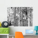 Black and White Image of Aspen Trees Wall Mural