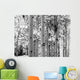 Black and White Image of Aspen Trees Wall Mural