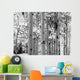 Black and White Image of Aspen Trees Wall Mural