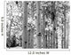 Black and White Image of Aspen Trees Wall Mural