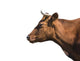 Brown Cow Head Wall Decal