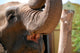 Elefant Wall Mural