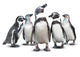 African Penguins Wall Decal