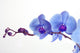Blue Orchid Wall Decal