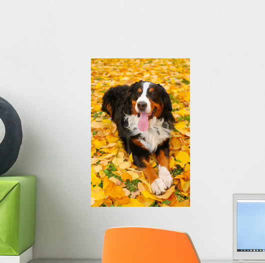 Bernese Mountain Dog Wall Mural