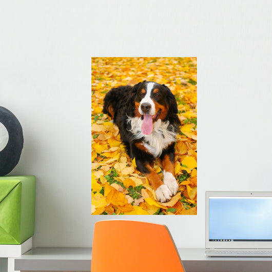 Bernese Mountain Dog Wall Mural