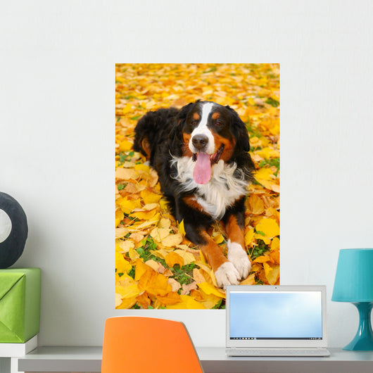 Bernese Mountain Dog Wall Mural