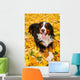 Bernese Mountain Dog Wall Mural