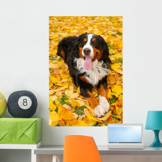 Bernese Mountain Dog Wall Mural