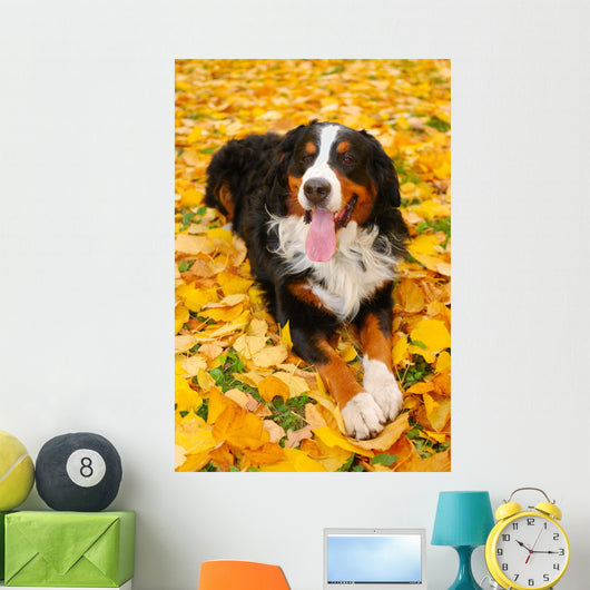 Bernese Mountain Dog Wall Mural
