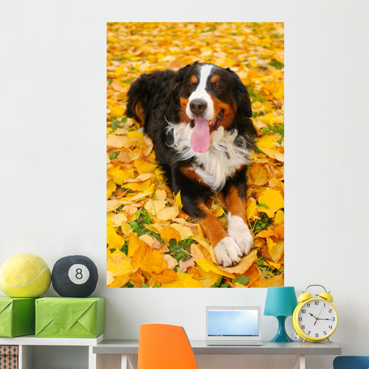 Bernese Mountain Dog Wall Mural