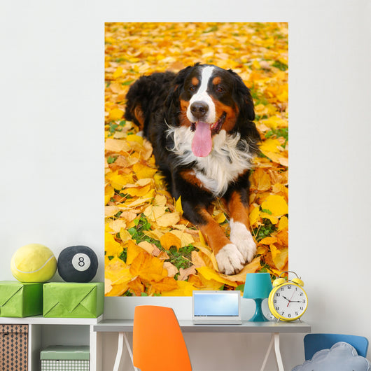 Bernese Mountain Dog Wall Mural