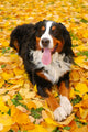 Bernese Mountain Dog Wall Mural