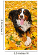 Bernese Mountain Dog Wall Mural