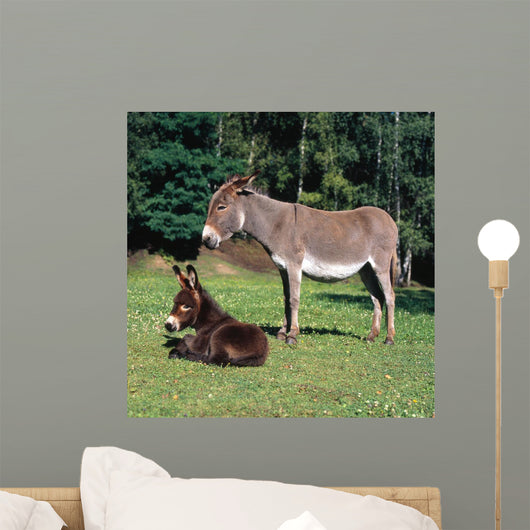 Esel112974 Wall Mural
