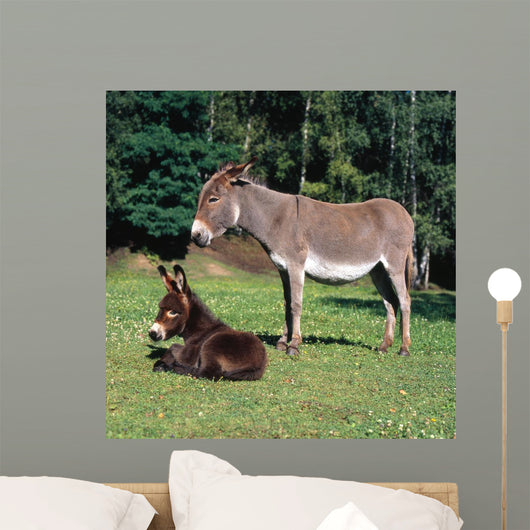 Esel112974 Wall Mural