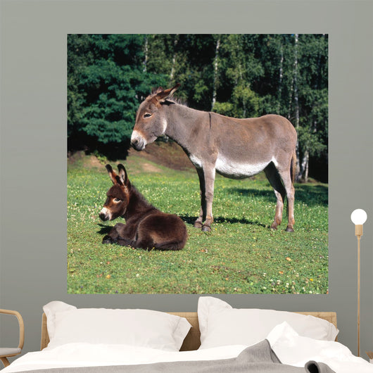 Esel112974 Wall Mural