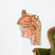 anatomy of the nose and throat Wall Decal