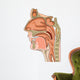 anatomy of the nose and throat Wall Decal