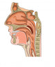anatomy of the nose and throat Wall Decal