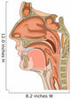 anatomy of the nose and throat Wall Decal