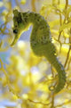 Beautiful Seahorse amongst Weeds Wall Decal