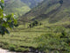 Paysage Salgar Wall Decal