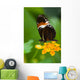 Heliconius Tropical Butterfly Lantana Wall Mural