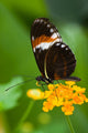 Heliconius Tropical Butterfly Lantana Wall Mural
