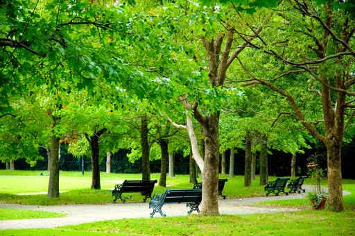 Fresh Green Park Wall Decal