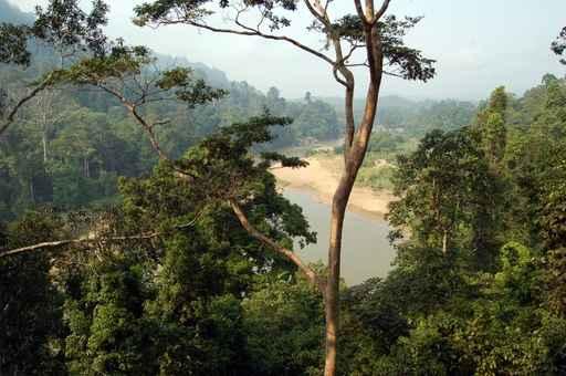 Taman Negara Forest Wall Decal