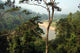 Taman Negara Forest Wall Decal
