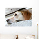 Dog Waiting Wall Mural